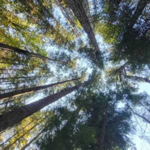 Wachstum: The Power of Choice