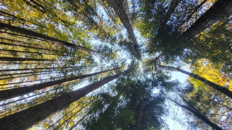 Wachstum: The Power of Choice